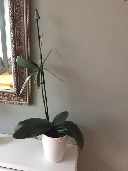 Photo of free Orchid house plant (Middlewich) #1