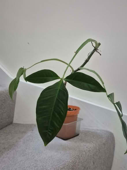 Photo of free Syngonium auritum (Bunny ears syngonium) (Kidlington OX5) #1