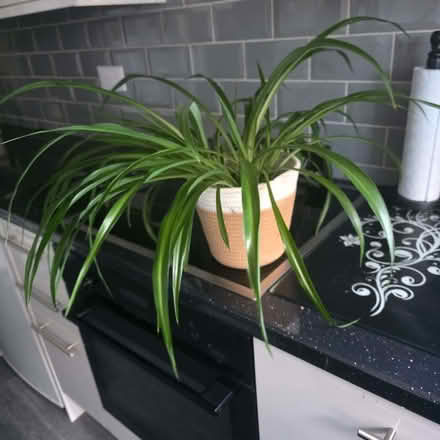 Photo of free All green spider plant (Clive Vale TN35) #1