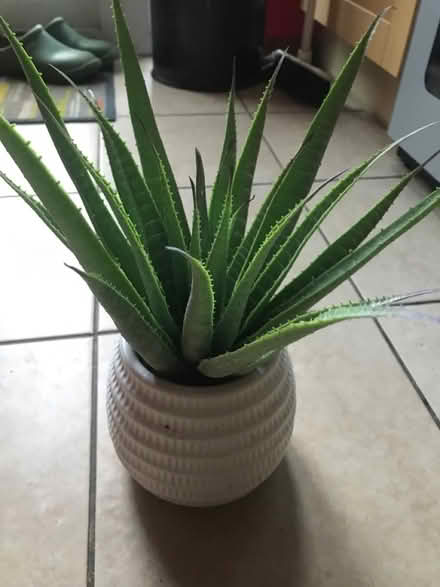 Photo of free Plastic plant in ceramic pot (SG1 Stevenage) #1