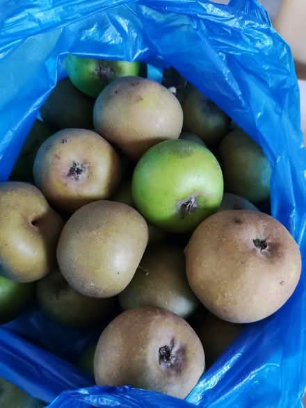Photo of free Bag of apples (Evington Village LE5) #1