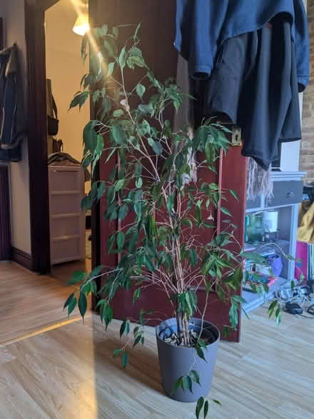 Photo of free Plant (N7 Tufnell Park) #1