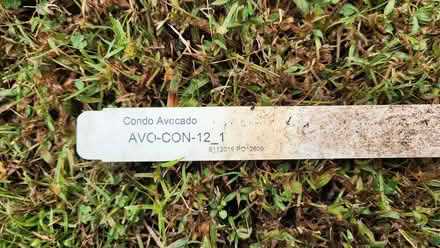 Photo of free Avocado tree (Apex-Ten Ten and Holly Springs) #2