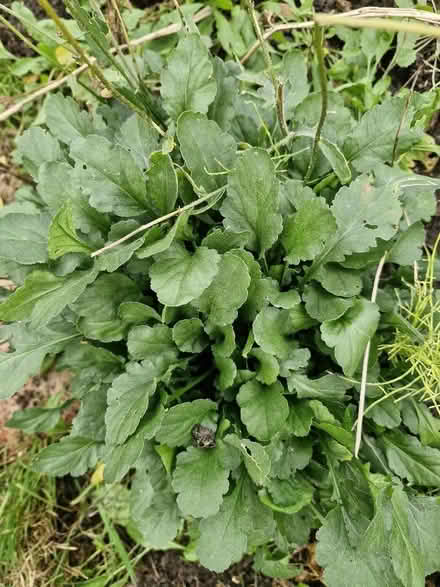 Photo of free Clump of oxeye daisies (Shirley CR0) #1