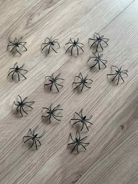 Photo of free Halloween spiders (Bracknell RG12) #1