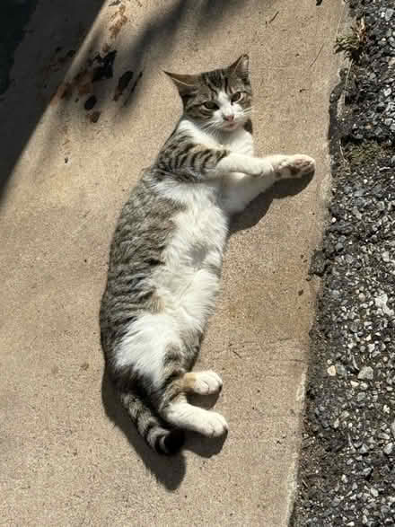 Photo of Any cat food for cat colony (Downtown Brooklyn) #1