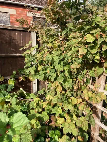 Photo of free Loganberry cuttings - thornless (Bilton CV22) #1