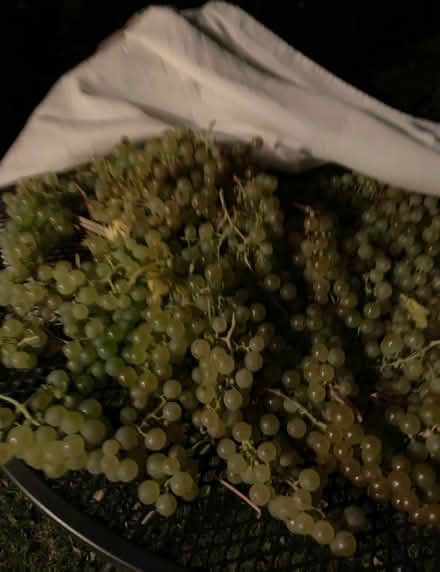 Photo of free grapes (Willington MK44) #1