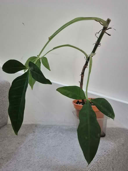 Photo of free Syngonium auritum (Bunny ears syngonium) (Kidlington OX5) #4