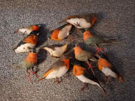 Photo of free Birds for Christmas tree (Maidstone town center) #1