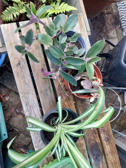 Photo of free House plant selection (Fairfield Park) #1