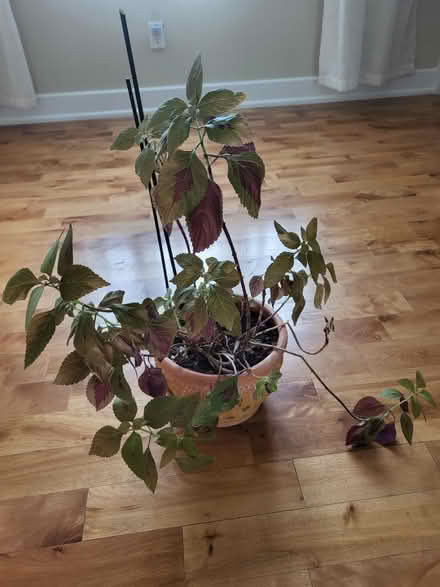 Photo of free Coleus Plant (Carlington) #1
