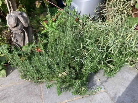 Photo of free Rosemary - fresh, ready to use or dry for later (Bilton CV22) #1