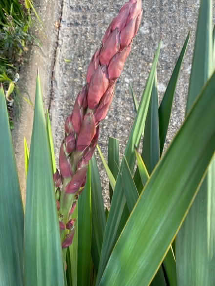 Photo of free Yuca stem (Waterlooville PO7) #2