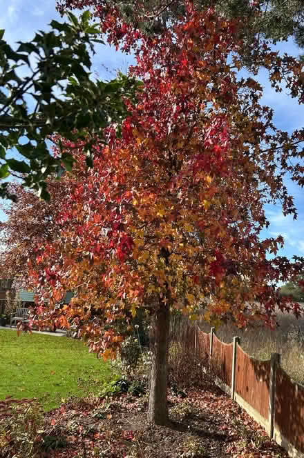 Photo of free Trees (Great Bromley CO7) #1