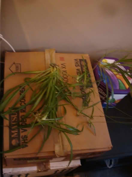 Photo of free Many spider plant babies (Sidcup DA14) #2