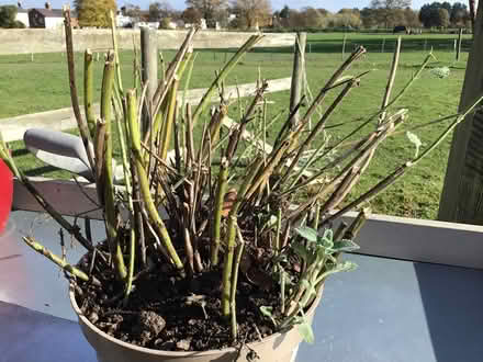 Photo of free Grasses and nepeta plants (Tring HP23) #2
