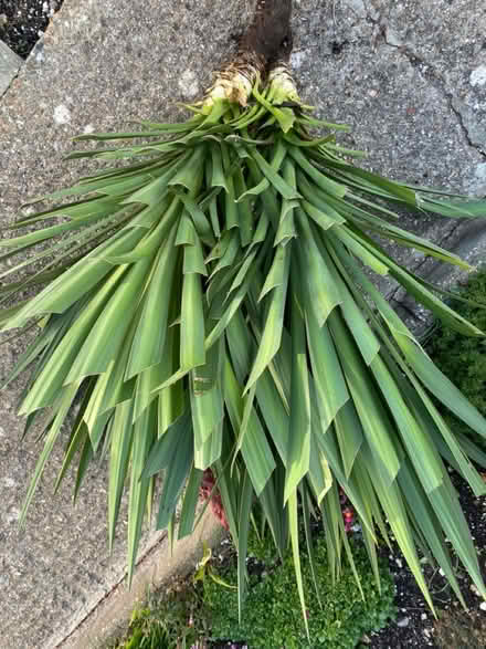 Photo of free Yuca stem (Waterlooville PO7) #3