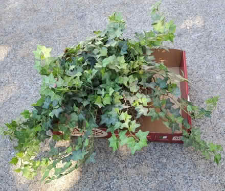 Photo of free Fake vine (Cupertino) #1
