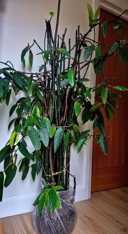 Photo of free Large Begonia tamaya (Bamboo begonia) (Kidlington OX5) #3