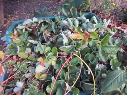 Photo of free strawberry plants (Loddon NR14) #1