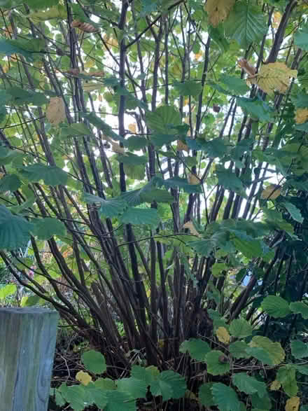 Photo of free Hazel stakes and whips (Malvern Link WR14) #1