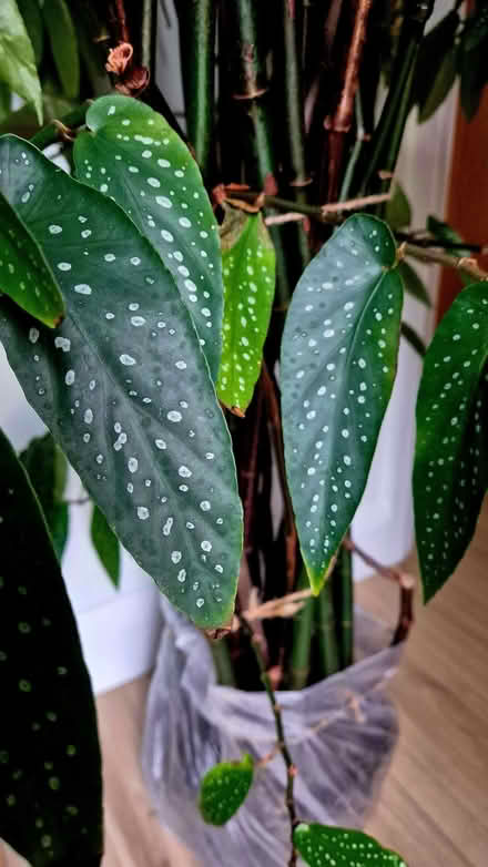 Photo of free Large Begonia tamaya (Bamboo begonia) (Kidlington OX5) #2