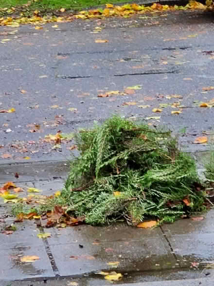 Photo of free Lots of rosemary (Capitol Hill) #1