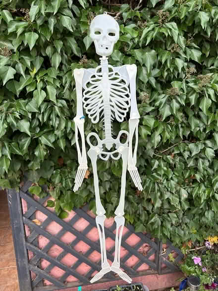 Photo of free Halloween decorations (Camberley GU15) #3