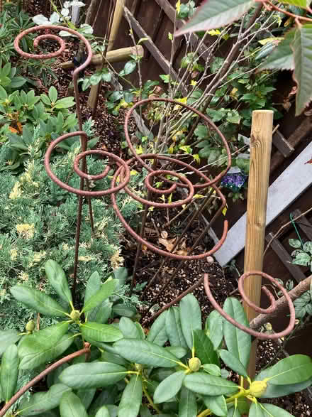 Photo of free Garden support stakes x 6 (Basildon SS14) #2