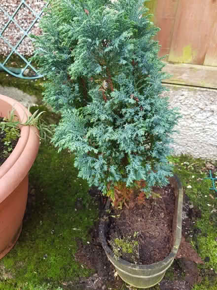 Photo of free Small Conifer (Ainsdale PR8) #1