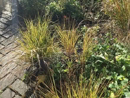 Photo of free Grasses and nepeta plants (Tring HP23) #1