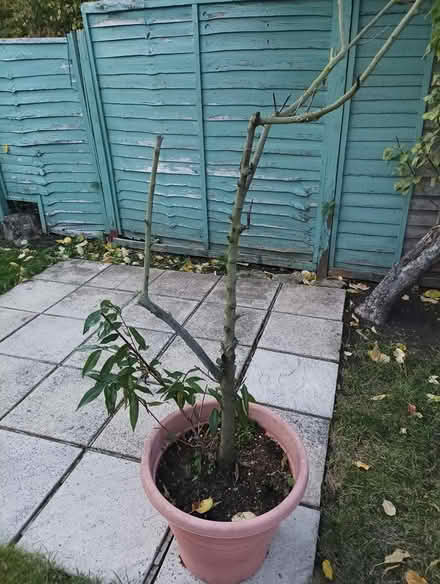 Photo of free Peach tree (South reading RG2) #2