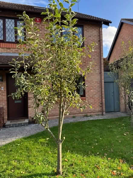 Photo of free Mature apple trees (Wokingham RG40) #2