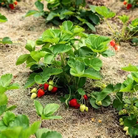 Photo of free Strawberry plants (Heage DE56) #1
