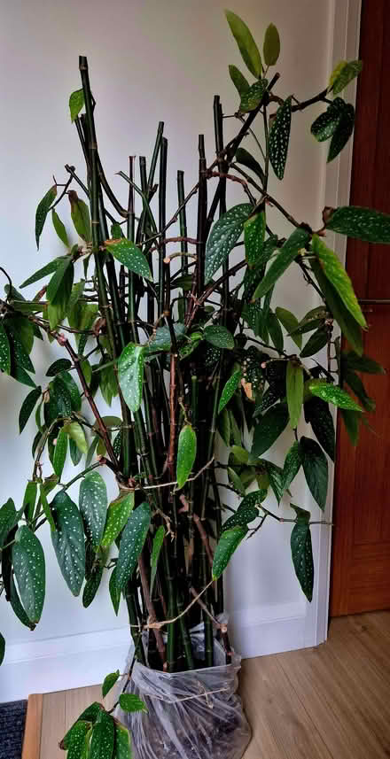 Photo of free Large Begonia tamaya (Bamboo begonia) (Kidlington OX5) #1