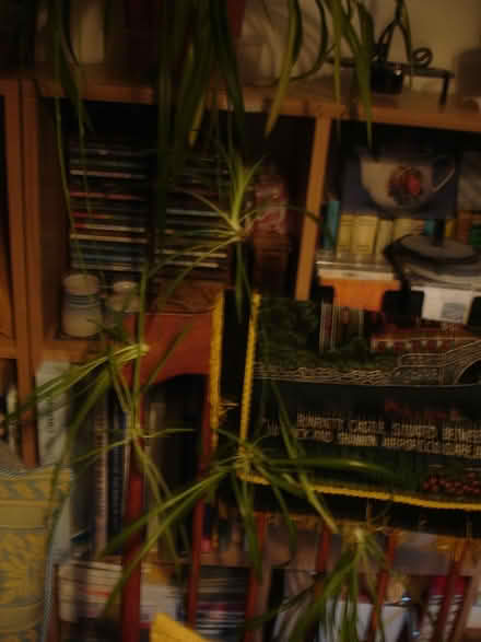 Photo of free Many spider plant babies (Sidcup DA14) #1