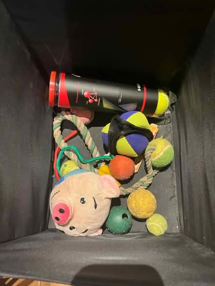 Photo of free Dog accessories - harness, toys etc (Tolworth) #3