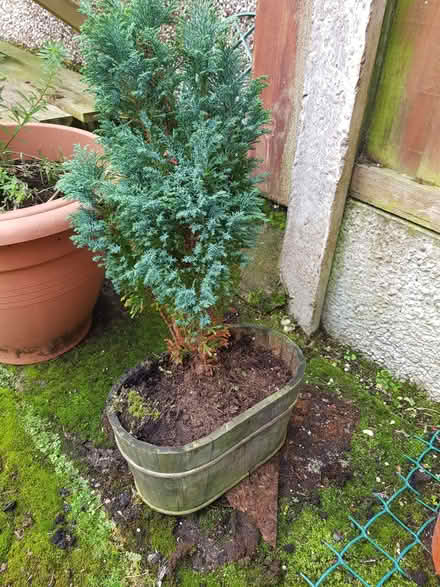 Photo of free Small Conifer (Ainsdale PR8) #2