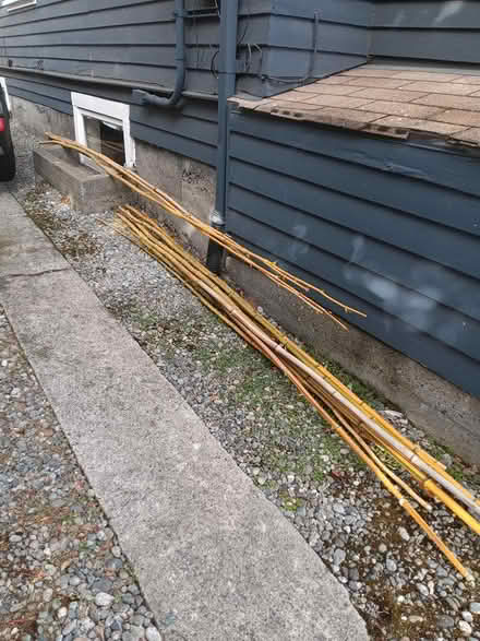 Photo of free Bamboo Poles (Ballard) #1