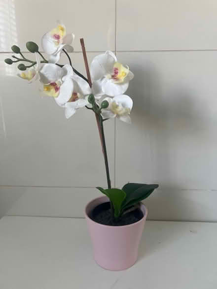Photo of free Artificial plant (St Margarets TW1) #1