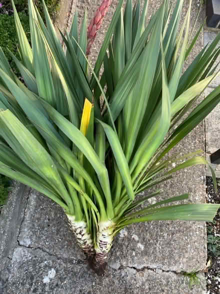 Photo of free Yuca stem (Waterlooville PO7) #1