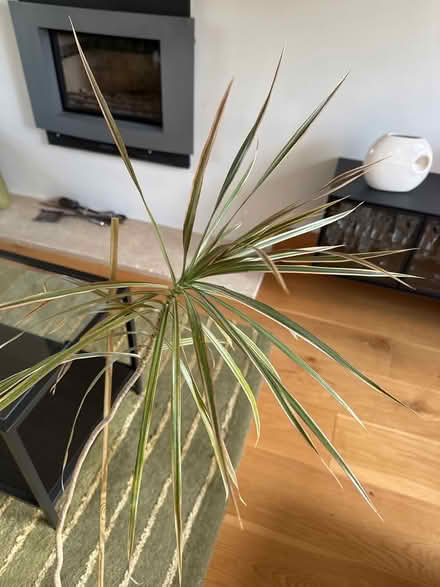 Photo of free Plant which needs replanting! (Halton LA2) #2