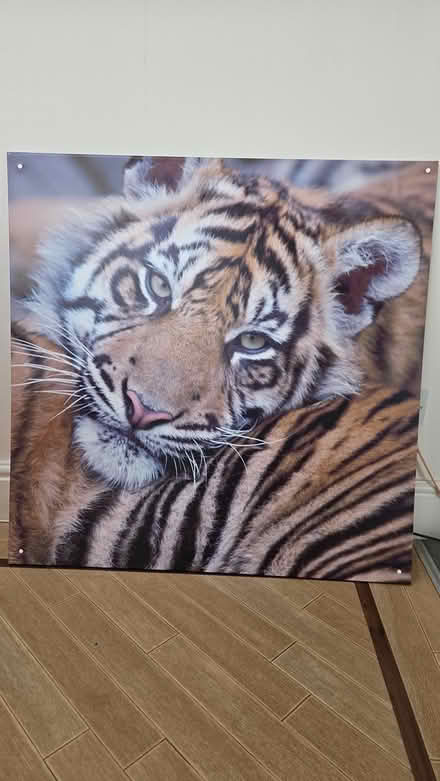 Photo of free Tiger print - large (Dronfield S18) #1