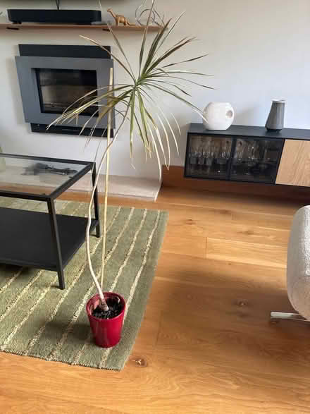 Photo of free Plant which needs replanting! (Halton LA2) #1