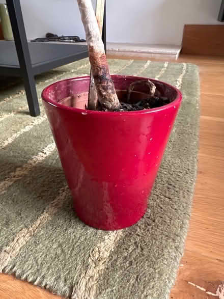 Photo of free Plant which needs replanting! (Halton LA2) #3