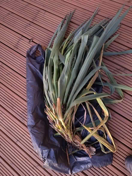 Photo of free Yucca tree ( outdoor) (Amber Valley DE56) #3