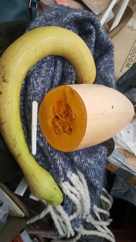 Photo of free veg (New Greens AL3) #1