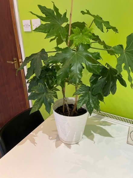 Photo of free Houseplant (Clewer Green SL4) #1