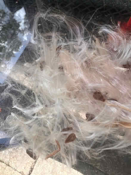 Photo of free Butterfly Milkweed Seeds (S Downers Grove) #1